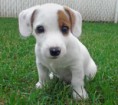 /album/fotogaleria-jack-russell-terier/jack-russel-jpg/
